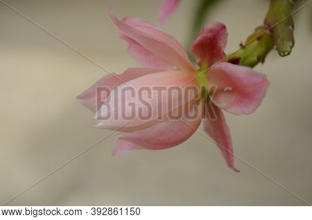 Closeup On Epiphyllum Orchid Cactus Flower Stigma And Stamen On Green Background