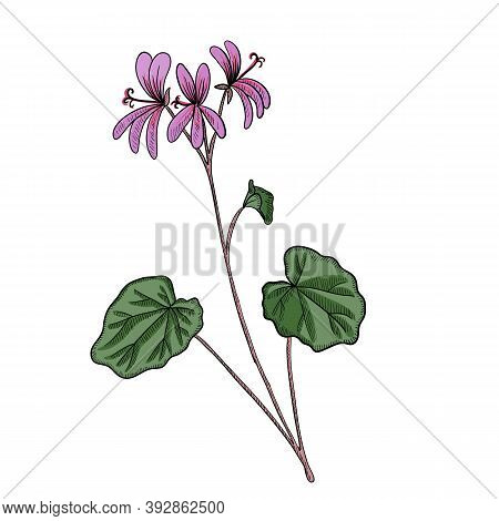 Vector Drawing Umckaloabo, South African Geranium , Pelargonium Sidoides , Hand Drawn Illustration