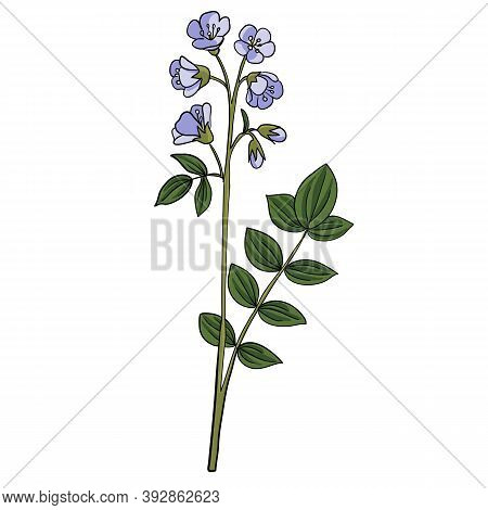 Vector Drawing Abscess Root, Polemonium Reptans, Hand Drawn Illustration Of Medicinal Plant