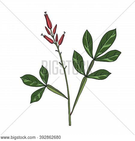 Vector Drawing Amargo, Bitter-wood, Quassia Amara, Hand Drawn Illustration Of Medicinal Plant