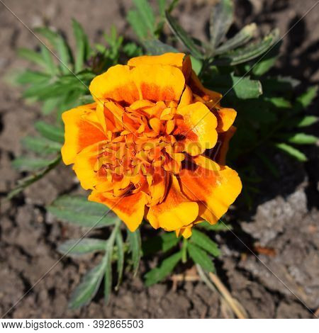Bright Orange Marigold (sunrose, Tagetes Patula) Planted In The Ground. Summer Flower On A Dark Back