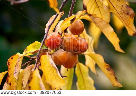 Persimmon Tree With Many Persimmons In Autumn. Persimmons That Are Ripened On The Branches