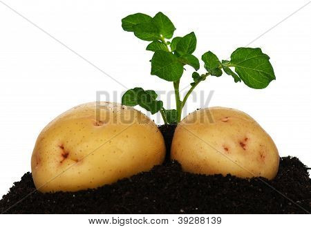 Kartofler med rosenkål