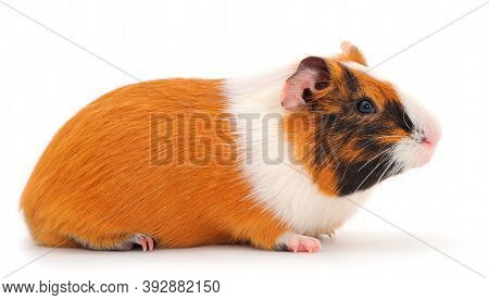 Guinea Pig Isolated On White Background. Funny, Guineapig.