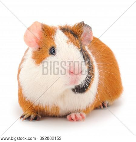Guinea Pig Isolated On White Background. Funny, Guineapig.