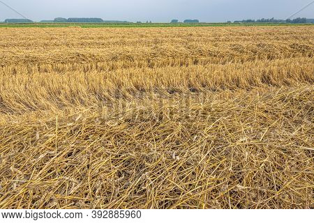 Straw And Stubble After Mechanical Harvesting And Threshing Of Wheat In A Dutch Field. The Photo Was