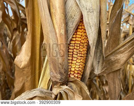 Detail Of A Fully Ripe Corn On The Cob In A Leaf Wrap On A Corn Plant In A Corn Field. In The Backgr
