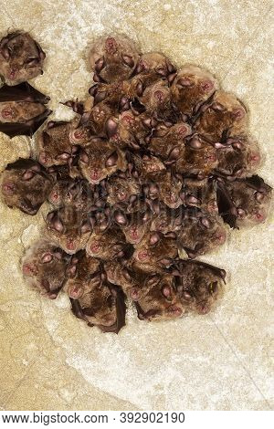 Greater Horseshoe Bat Rhinolophus Ferrumequinum, Colony Hibernating In A Cave, Normandy In France
