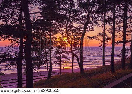 Baltic Sea Coast. Pine Forest On The Seashore
