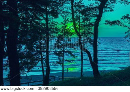 Baltic Sea Coast. Pine Forest On The Seashore