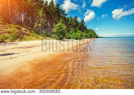 Baltic Sea Coast. Pine Forest On The Seashore