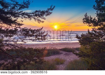 Beautiful Sunset Over The Sea. Pine Trees On The Beach