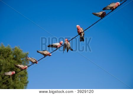 Galahs na drát