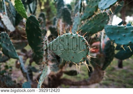 Closeup View Of Green Cacti Leaves With Sharp Spines. Blind Prickly Pear Cactus Field. Beautiful Tro