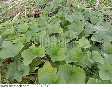 Healthy And Fresh Bottle Guard Leaf Coloseup