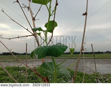 Healthy And Fresh Bottle Guard Leaf Coloseup