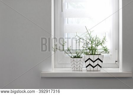 Two White Square Flower Pots With Geometric Patterns With Rhipsalis Plants Planted In Them Stand On 