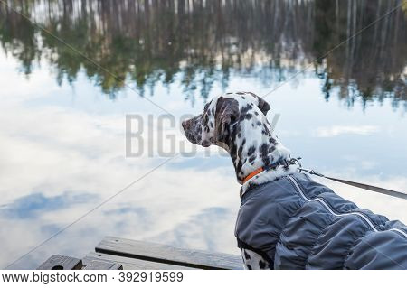 Dalmatian Dog Standing Near Lake . Dog Wears In Warm Clothes. Big Dog Breeds.puppy In The Coat On Th