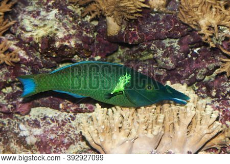 Bird Wrasse Gomphosus Varius, Adult Bird Wrasse Gomphosus Varius, Adult