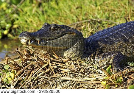 Spectacled Caiman Caiman Crocodilus, Adult Taking A Sunbath, Los Lianos In Venezuela