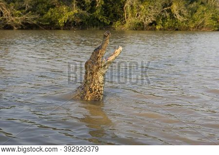 Spectacled Caiman Caiman Crocodilus, Adult Leaping Out Of Water With Open Mouth, Los Lianos In Venez