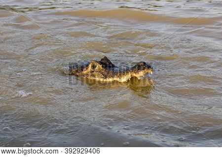 Spectacled Caiman Caiman Crocodilus, Head Emerging From River, Los Lianos In Venezuela