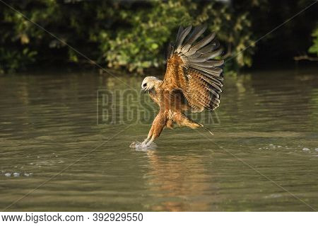 Black-collared Busarellus Nigricollis, Adult In Flight With Fish In Its Claws, Los Lianos In Venezue