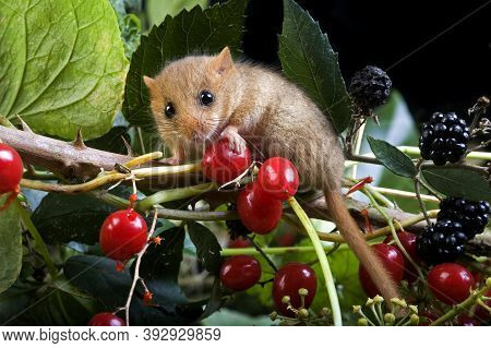Common Dormouse Muscardinus Avellanarius, Adult Standing In Bramble, Normandy In France