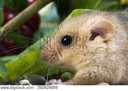 Common Dormouse Muscardinus Avellanarius, Portrait Of Adult, Normandy In France