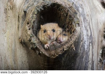 Common Dormouse Muscardinus Avellanarius, Pair Standing At Nest Entrance, Normandy In France