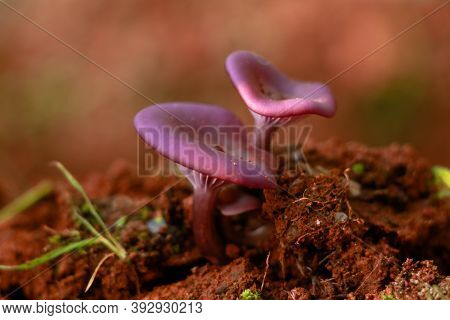Light Violet Color Rare Species Mushroom Or Conk, Parasitic Organism, Selective Focus