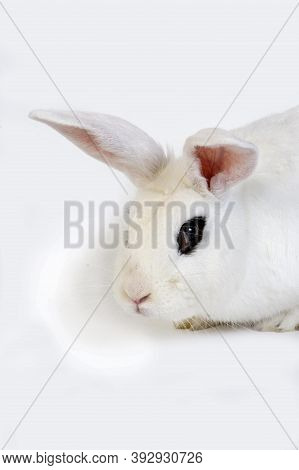 Hotot Rabbit, A Breed From Normandy Hotot Rabbit, A Breed From Normandy