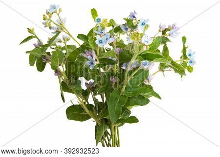 Blue Oxypetalum Flowers Isolated On White Background