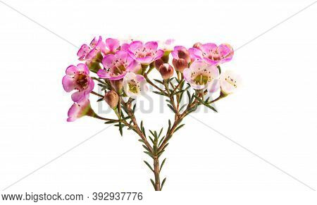 Flowers Of Wax Myrtle Isolated On White Background