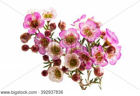 Flowers Of Wax Myrtle Isolated On White Background