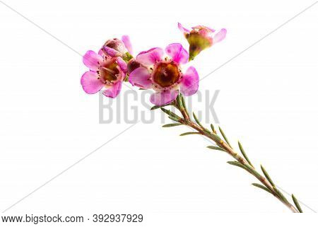 Flowers Of Wax Myrtle Isolated On White Background