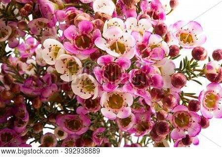 Flowers Of Wax Myrtle Isolated On White Background