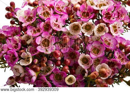 Flowers Of Wax Myrtle Isolated On White Background