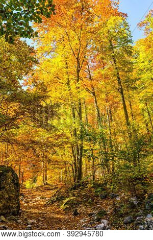 Slovenia, Logarska Valley. Magnificent golden autumn in the mountains. Warm sunny day. 