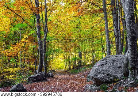 Magnificent golden autumn in the mountains of Kamensko - Savinsky Alps. Logarska Valley. Pedestrian dirt path is strewn with yellow and orange autumn leaves of aspens and birches