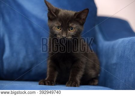 Cute Black Kitten On A Blue Background