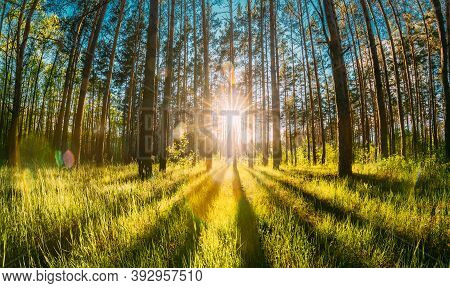 Beautiful Sunset Sunrise Sun Sunshine In Sunny Summer Coniferous Forest. Sunlight Sunbeams Through W