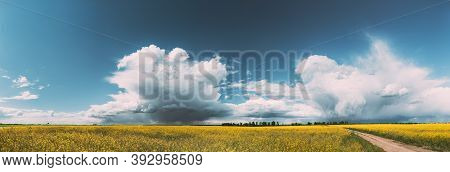 Belarus. Rural Landscape With Blossom Of Canola Colza Yellow Flowers. Rapeseed, Oilseed Field Meadow