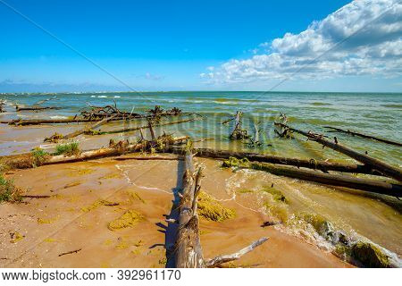 Wild Desert Beach With Fallen Dead Trees. Cape Kolka, Latvia
