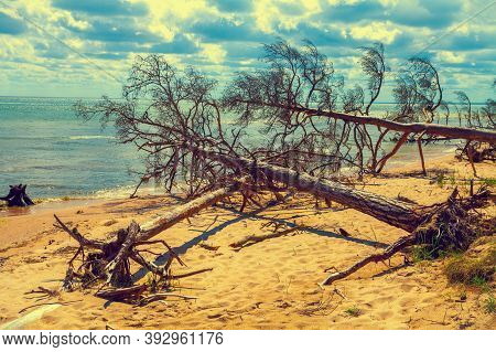Wild Desert Beach With Fallen Dead Trees. Cape Kolka, Latvia