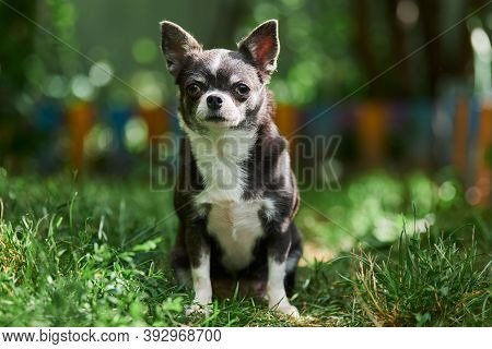 Chihuahua Puppy, Little Dog In Garden. Cute Small Doggy On Grass. Short Haired Chihuahua Breed.