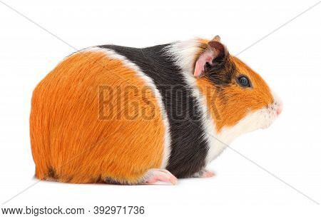 Guinea Pig Isolated On White Background. Funny, Guineapig.