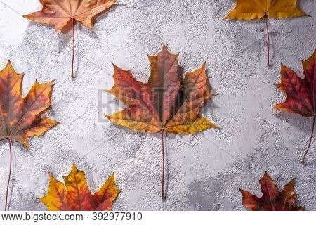 Maple Leaf On Gray-white Decorative Plaster Texture. Holiday Tektura Top View Autumn Leaves