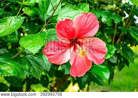 Joba Flower Or Pink Hawaiian Hibiscus Flower(china Rose)