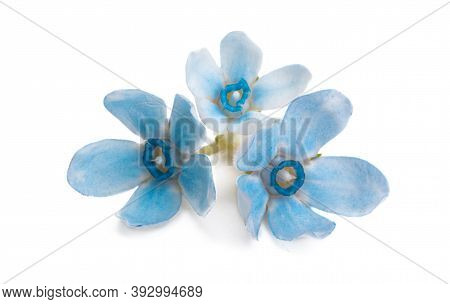 Oxypetalum Beauty Flower Isolated On White Background